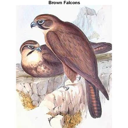 Brown Falcons