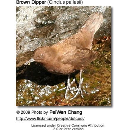 Brown Dipper