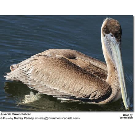 Brown Pelican (Pelecanus occidentalis)