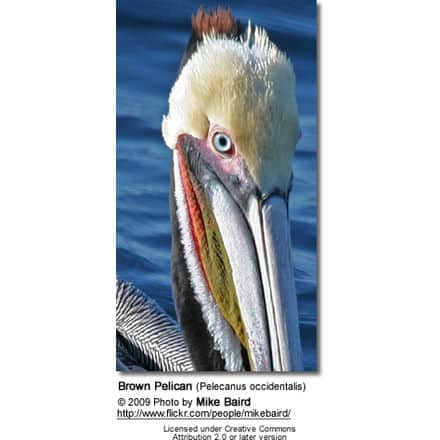 Brown Pelican (Pelecanus occidentalis) - face detail