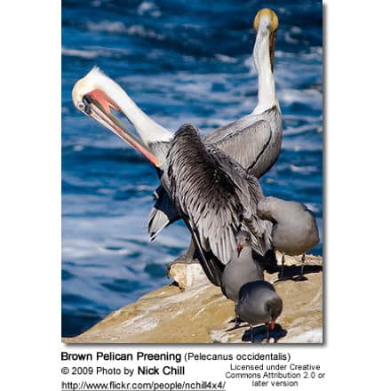 Brown Pelican Preening (Pelecanus occidentalis) - preening
