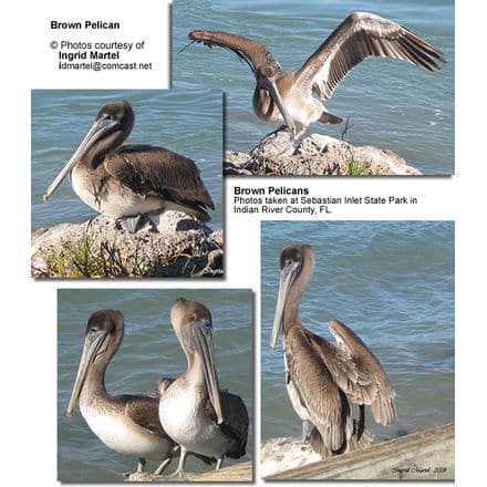 Brown Pelicans by Ingrid Martel