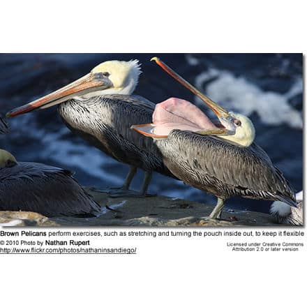 Brown Pelicans perform exercises, such as stretching and turning the pouch inside out, to keep it flexible