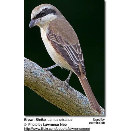 Brown Shrike eating insect