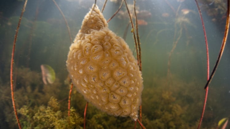 bryozoan colony freshwater