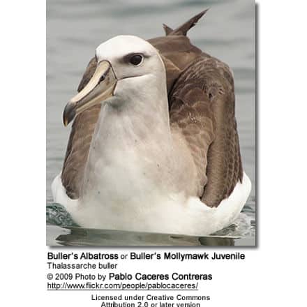 Buller's Albatross or Buller's Mollymawk, Thalassarche bulleri