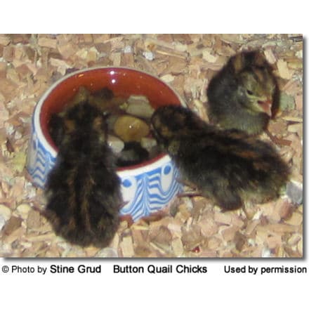 Button Quail chicks