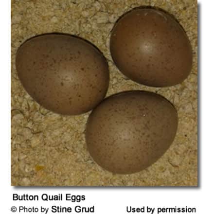 Button Quail Eggs