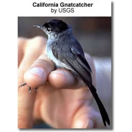 California Gnatcatchers