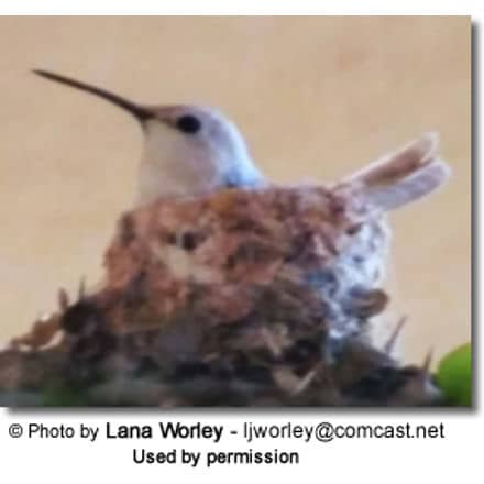Leucistic Hummingbird - Nesting Female