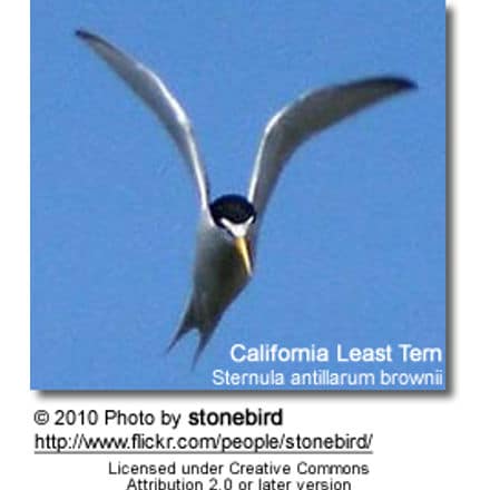 California Least Tern, Sternula antillarum brownii