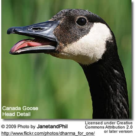 Hudson bay hotsell canada goose