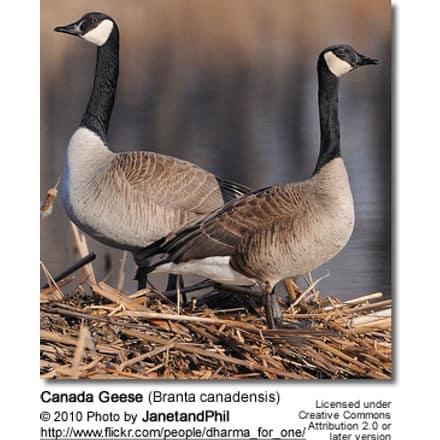 Canada Geese (Branta canadensis) - on nest