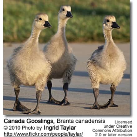 Canada Gooslings, Branta canadensis