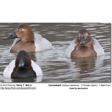 Canvasback (Aythya valisineria) - 2 Females (back) - 1 Male:Front