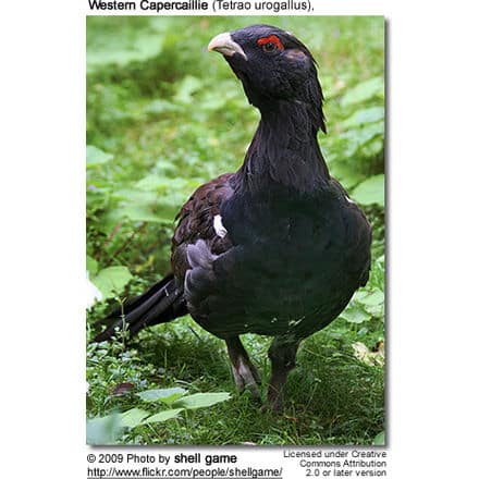A Western Capercaillie stands on green foliage. It has dark plumage with lighter markings and a distinctive beard-like patch, somewhat reminiscent of the White-necked Raven. The photo, by "shell game," is licensed under Creative Commons Attribution 2.0. Text above and below provides species and licensing details.