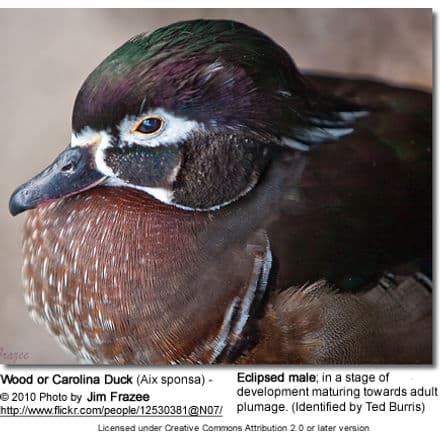 Wood or Carolina Duck (Aix sponsa) - Female