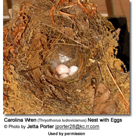 Carolina Wren (Thryothorus ludovicianus) Nest with Eggs