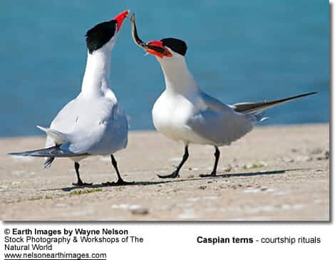 Caspian Tern Courtship Ritual