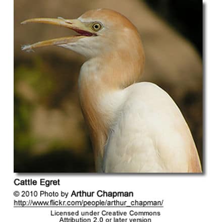 Cattle Egret in breeding plumage