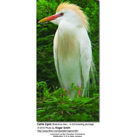 Cattle Egret (Bubulcus ibis) - in full breeding plumage