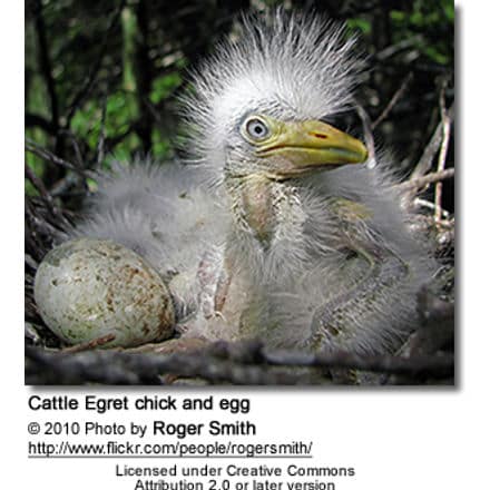 Cattle Egret chick and egg
