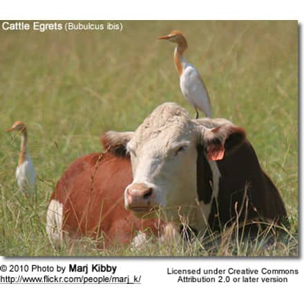 Cattle Terns