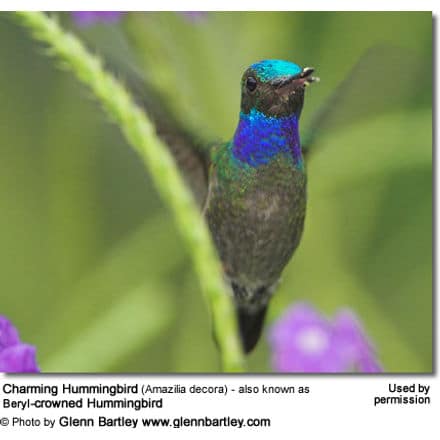 Charming Hummingbird (Amazilia decora) - also known as Beryl-crowned Hummingbird