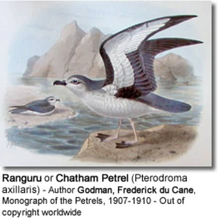 Ranguru or Chatham Petrel (Pterodroma axillaris)