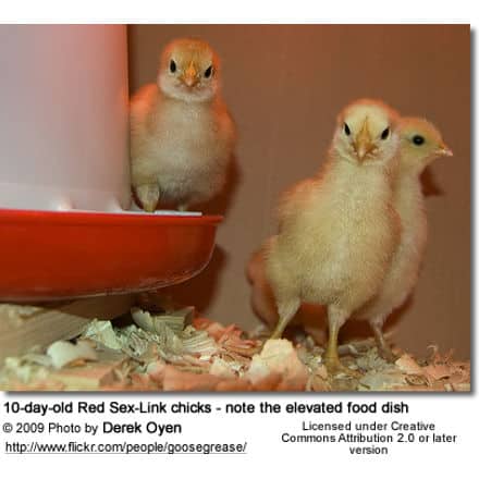 Chicks - note the elevated food dish -- only for OLDER chicks!