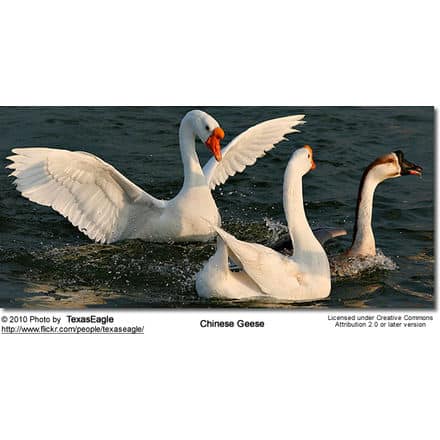 Barnyard Goose Wing Feathers Qty: 8 Size: 7-7.5 (Anser anser