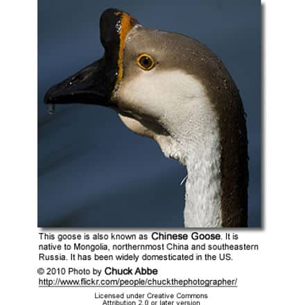 This goose is also known as Chinese Goose. It is native to Mongolia, northernmost China and southeastern Russia. It has been widely domesticated in the US.