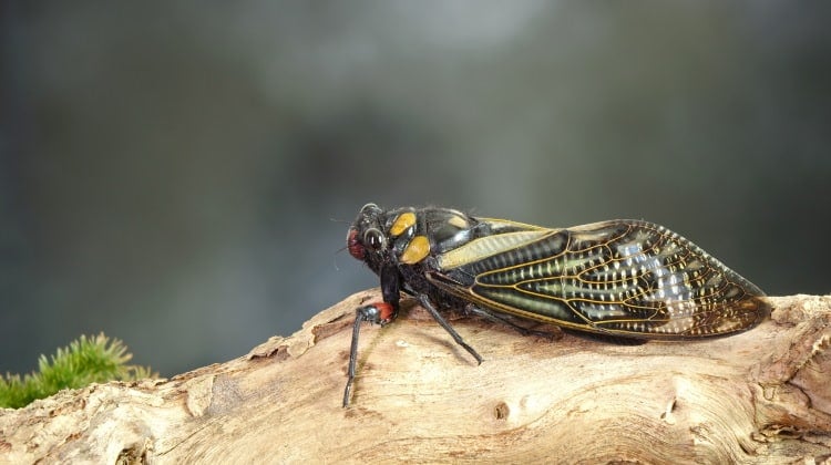 cicada Distantalna splendida