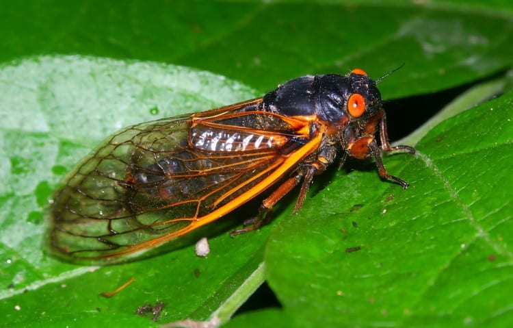 Cicadas 101: The Singing, Musical World Of Family Cicadidae - Earth Life