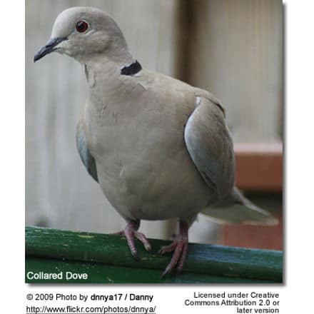 Collared Dove