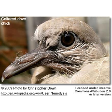 Collared Dove Chick