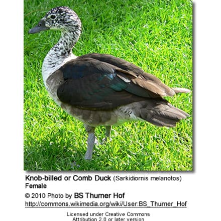 Knob-billed or Comb Duck (Sarkidiornis melanotos) - Male