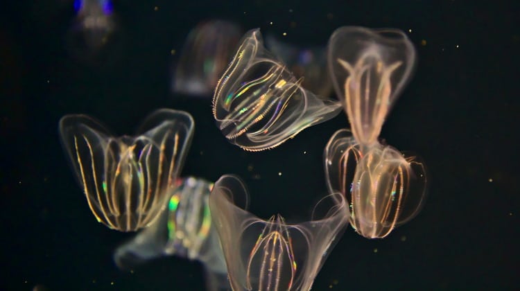 Ctenophora Phylum Of The Delicate And Beautiful Comb Jelly Earth Life