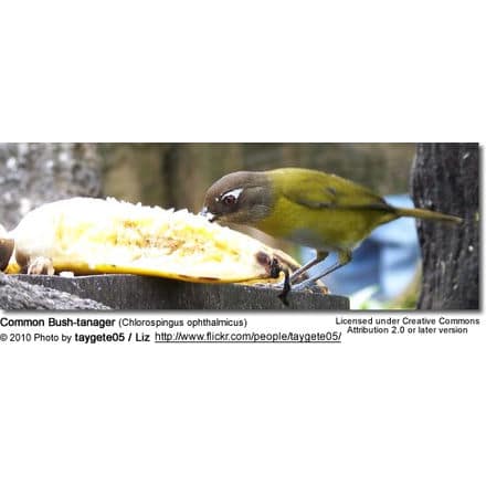 Common Bush-tanager (Chlorospingus ophthalmicus)