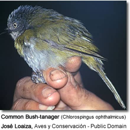 Common Bush-tanager (Chlorospingus ophthalmicus)
