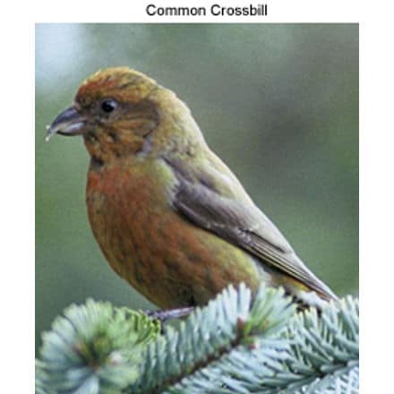 Common Crossbill