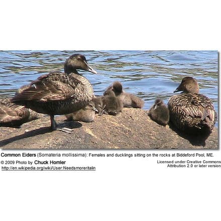 Common Eider Adult Females and Chicks