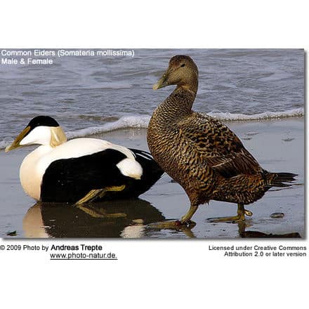 Common Eider Couple