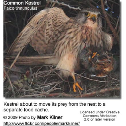 Common Kestrel