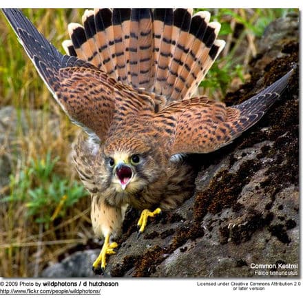 Female Common Kestrel showing aggression