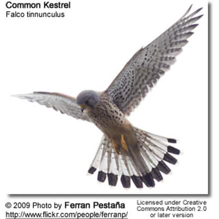 Male Common Kestrel in flight