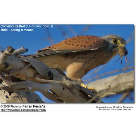 Common Kestrel eating a mouse