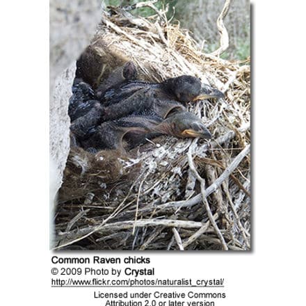 Common Raven chicks