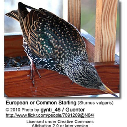 European or Common Starling (Sturnus vulgaris)