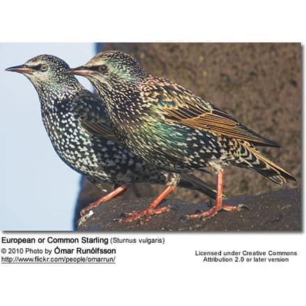 European or Common Starling (Sturnus vulgaris)